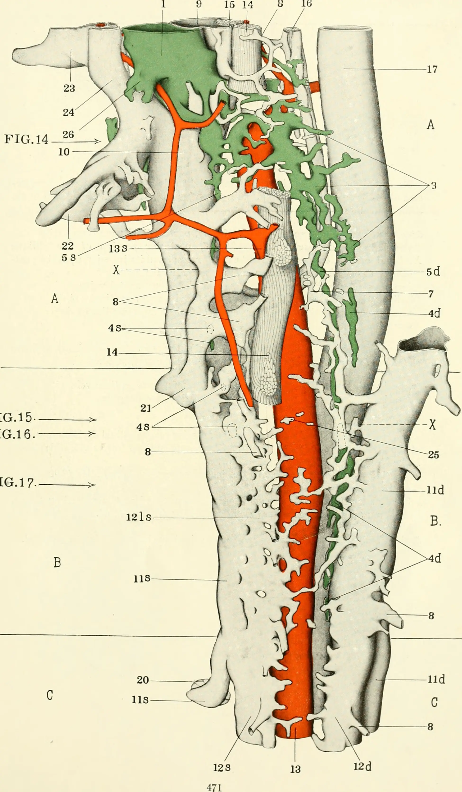 Esquema del eje intestino-cerebro y el nervio vago