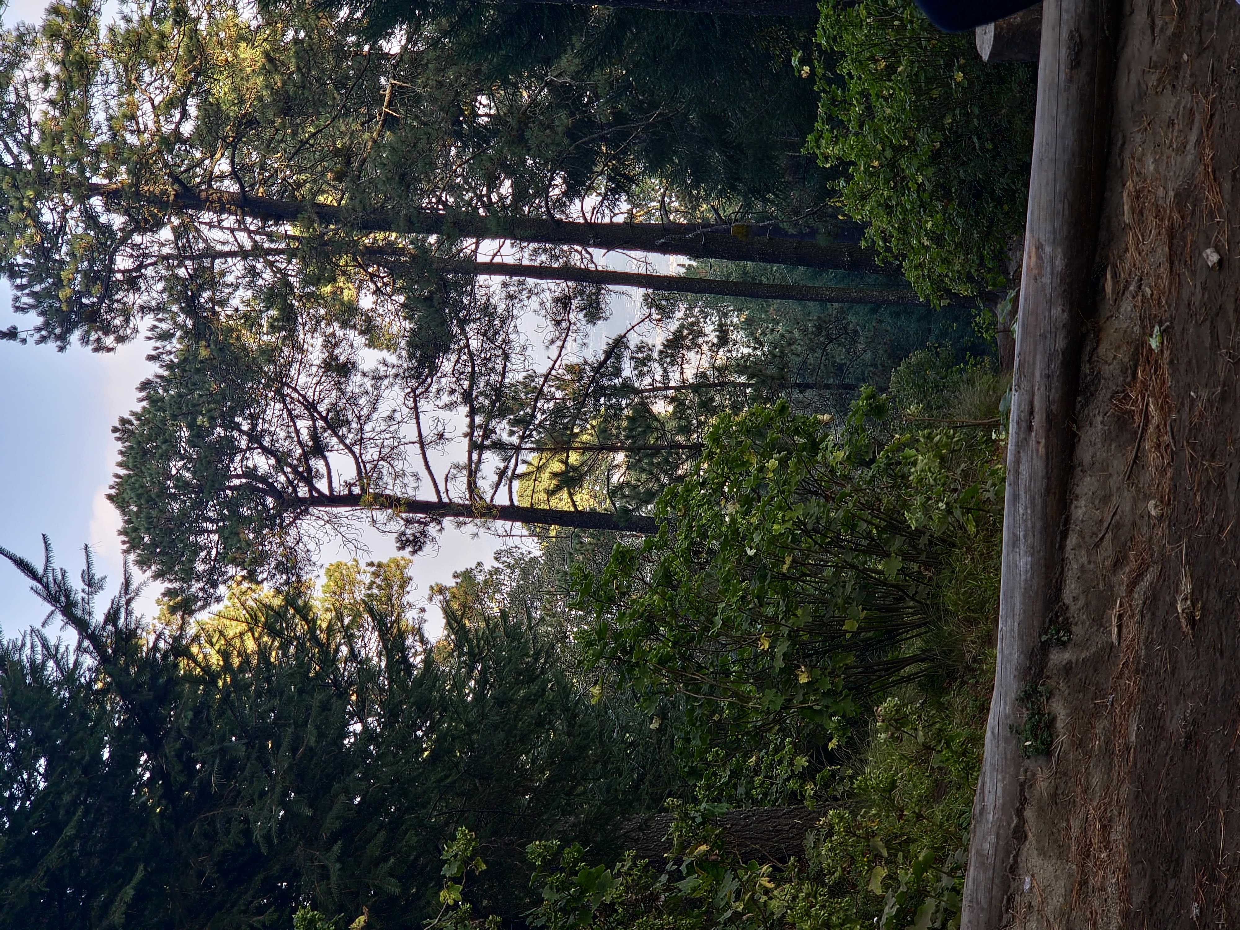 Bosque de pinos en la ladera