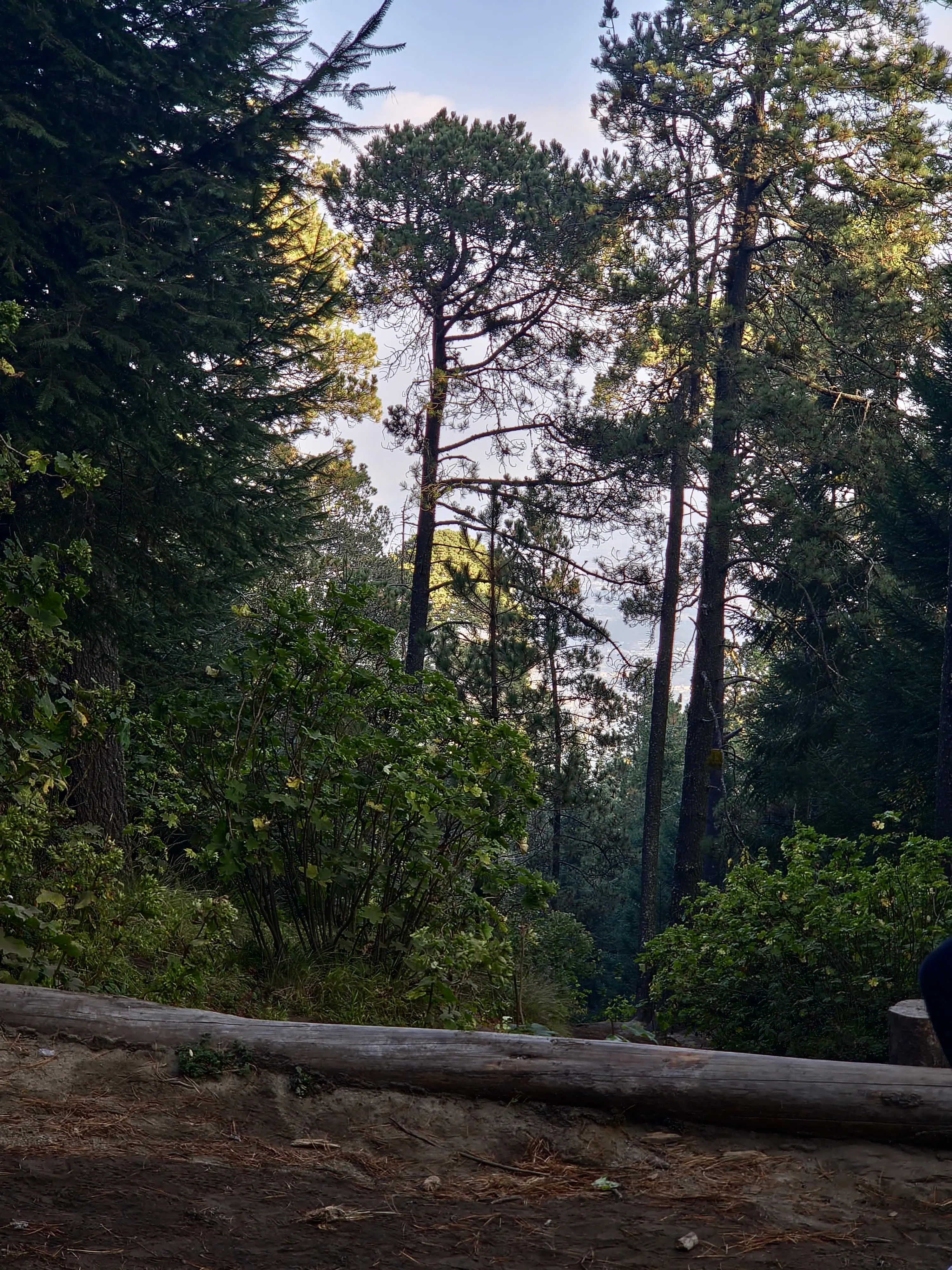 Bosque de pinos en la ladera
