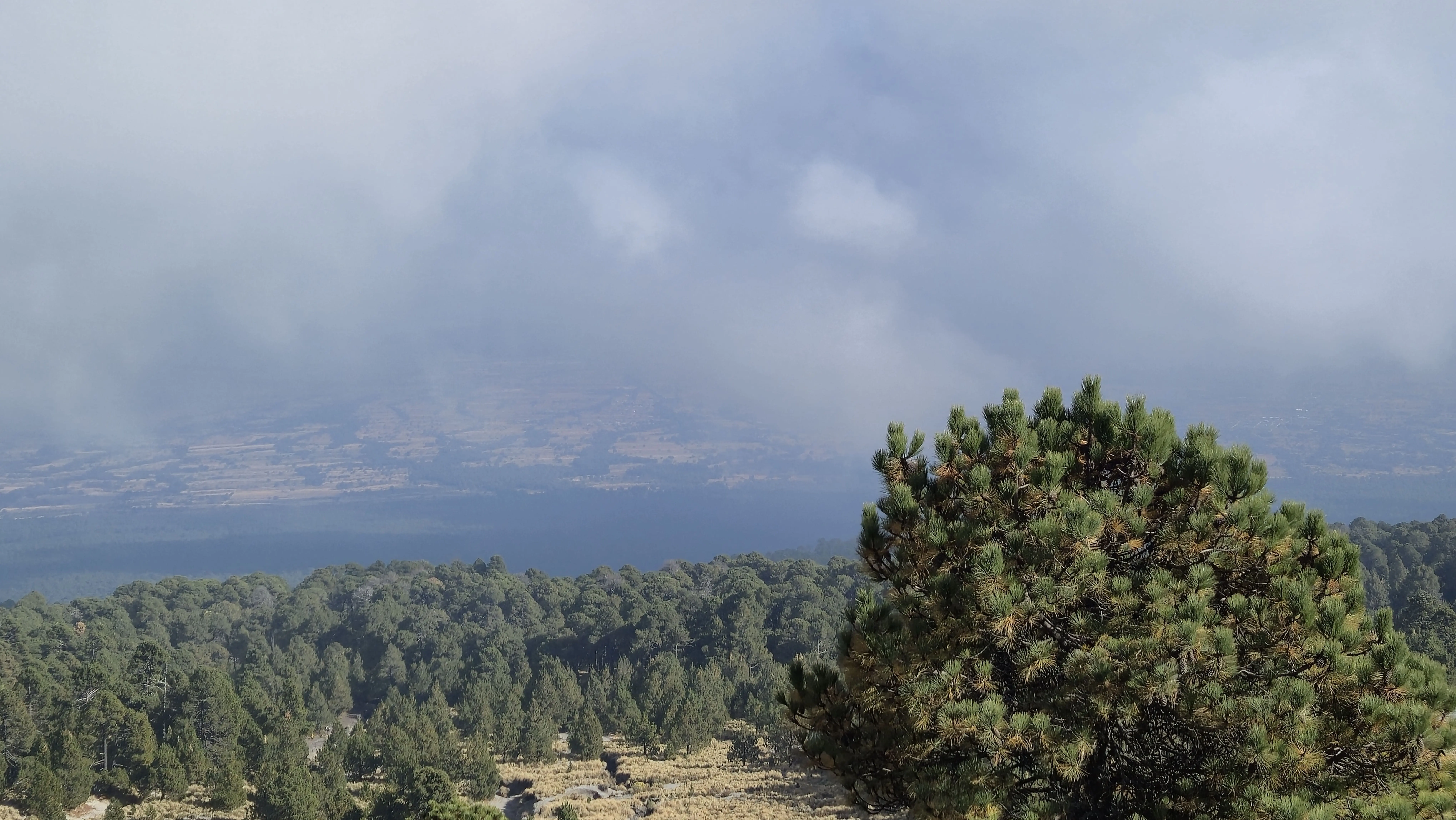 Pinus hartwegii solitario frente al valle