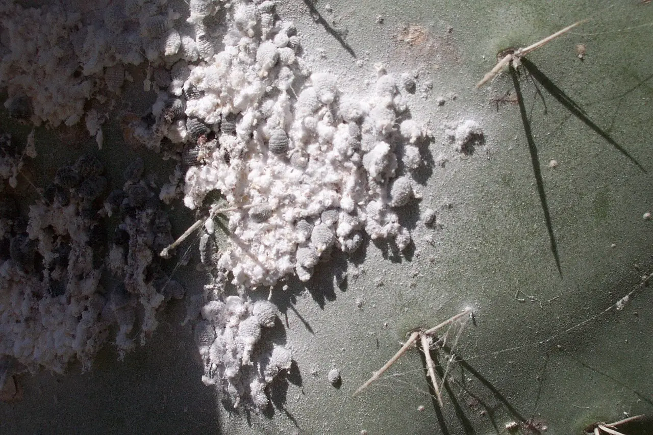 Grana cochinilla sobre penca de nopal